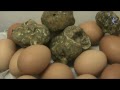 Tuber magnatum, la trufa blanca del Piamonte