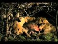 "On Hating Hyenas for Eating Their Prey Live..."