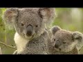 Koala breeding at an Australian Zoo - Making Animal Babies - BBC