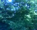 natur mit autos