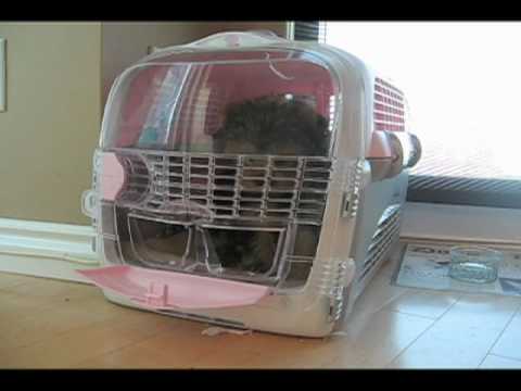 Yorkiepuppies Youtube on Our Yorkie Puppy Kept Escaping From Her Crate And We