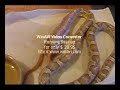 Repas gutt 4 corn snake eating#4 Repas gutt 4 corn snake eating#4