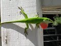 Anole Freak on or Lizard Lookin For Love Anole Freak on or Lizard Lookin For Love