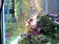 Handfeeding Maroon Clownfish and Anemone