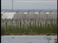 videos de Introductions to Lake Naivasha (Part 3) - Film of biodiversity brought to fresh water rift valley lake in Africa
