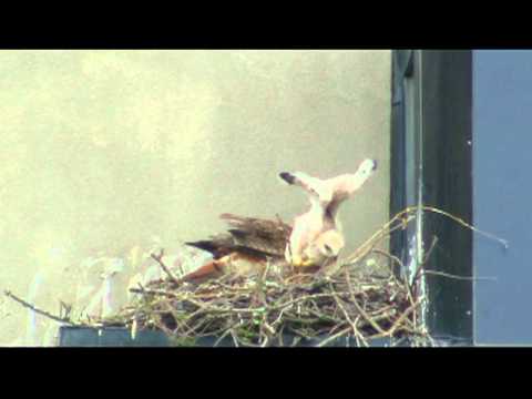See video