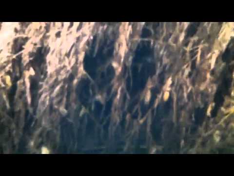 how to harvest down corn