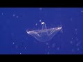 Click here to watch this video Ghost Like 