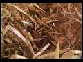 New born hamsters