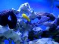 46 Gallon bowfront Malawi