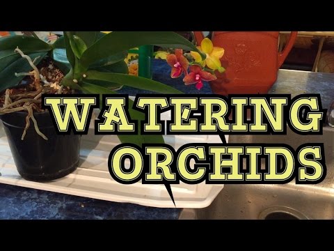 how to fertilize red tips