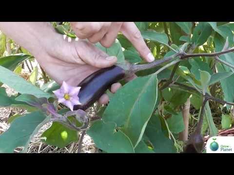 how to harvest aubergines