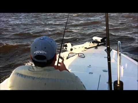 Bull Shark Fishing with Avet reel