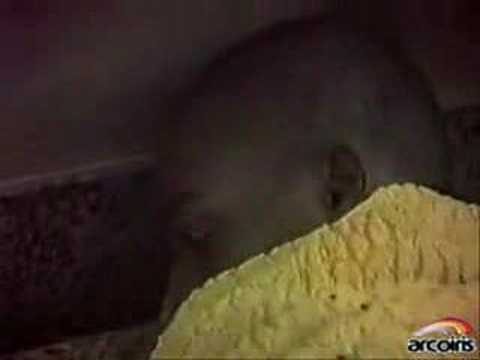 Mumia Abu-Jamal -- G.W. Bush in Africa?