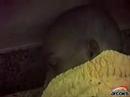 Mumia Abu-Jamal -- G.W. Bush in Africa?