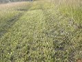 go cart in field trails