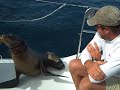 How sad is this, seems it ended well with the seal doing ok after the wildlife people got it http://bit.ly/y2Erp