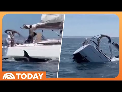 Catturato dalla telecamera: baccello di barche di Ram Orcas, affondamento 1 | Oggi Catturato dalla telecamera: baccello di barche di Ram Orcas, affondamento 1 | Oggi