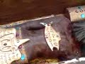 Mummy in Kurdestan