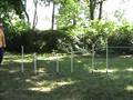 Zuri starts weave poles