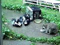 Dinner With a Skunk Family and Their Raccoon Guest