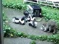 Dinner With a Skunk Family and Their Raccoon Guest