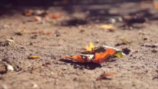 Sombra de otoño