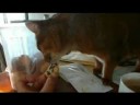 Biscuit Licking Biscuit Licking