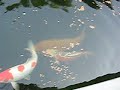 koi