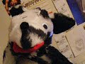 CHIHUAHUA PUPPET FOR OMOVIES.COM