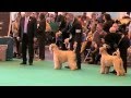 Crufts 2009 SCWT Limit Dog - George Starcadia Willow Pickwick