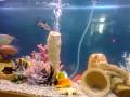 videos de 4ft tropical tank-egyptian theme-