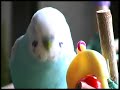 Findus - the talking budgie