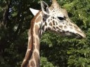 African and savana animals