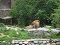 Roaring Lion