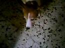 jumpy the Jack russle terrier