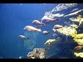 Lumphead fish