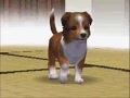 Nintendogs; Pictures! Nintendogs; Pictures!