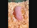 Baby Dwarf Hamster Photos Day 1-5