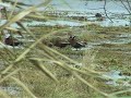 Black Bellied Whistling Ducks -Part1of2