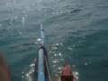 Delfines Bazaruto (ICEX 2007)