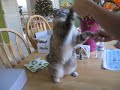 NILLI! NILLI!