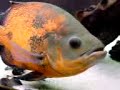 Oscars, plecos, Fire-eel, catfish, keyholes & polypterus 2