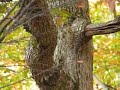 Squirrel Watching - 2
