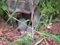 Deposizione Testudo hermanni