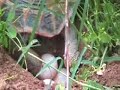 Deposizione Testudo hermanni