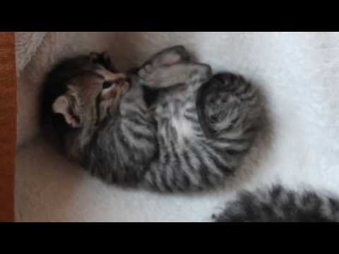 Baby Kätzchen spielt unglaublich süß