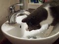 Tchoupi, un chat qui boit qu\ Tchoupi, un chat qui boit qu\
