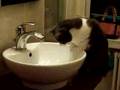 Tchoupi, un chat qui boit qu'au robinet