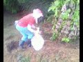 Tropical Crop-Manuring Mature Oil Palm on Terraces.avi